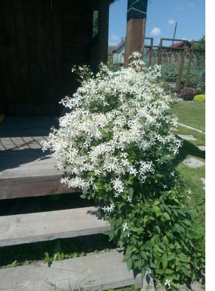 Декоративные многолетние растения в саду. На буквы з-к. Описание, фото