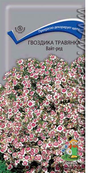 Гвоздика-травянка украсит любой уголок сада