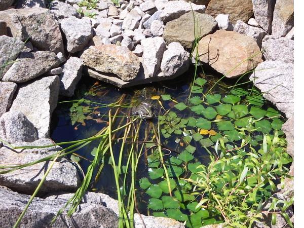 Блюдце воды как завершение сухого ручья