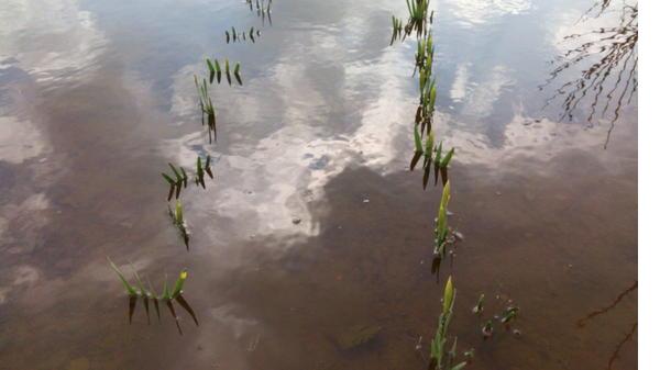 Спасение нарциссов из водного плена