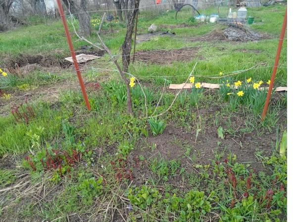 Нарциссы. Фото первого цветения. Небольшая экскурсия по весеннему участку