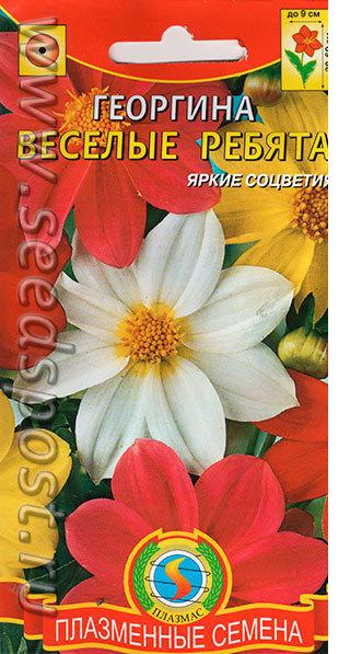 Георгина 'Веселые ребята': яркое украшение клумбы до заморозков