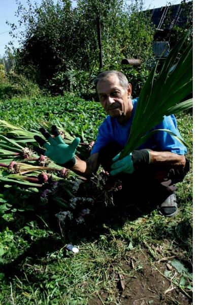 Тестирование перчаток Garden Genie Gloves. Тест 4: выборка луковиц гладиолусов