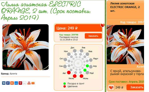 Лилия Оранж Электрик (Orange Electric)