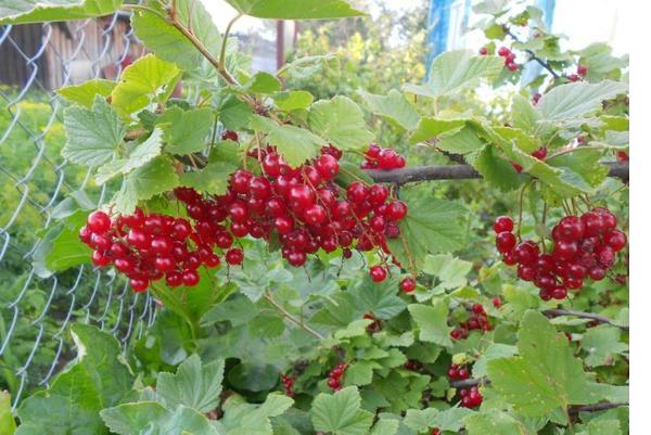 Экскурсия по моему участку. Заходите в гости!