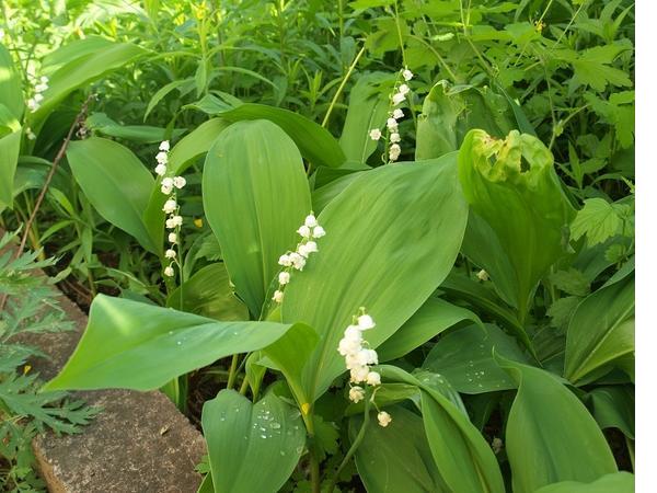 Куст - приманка для насекомых